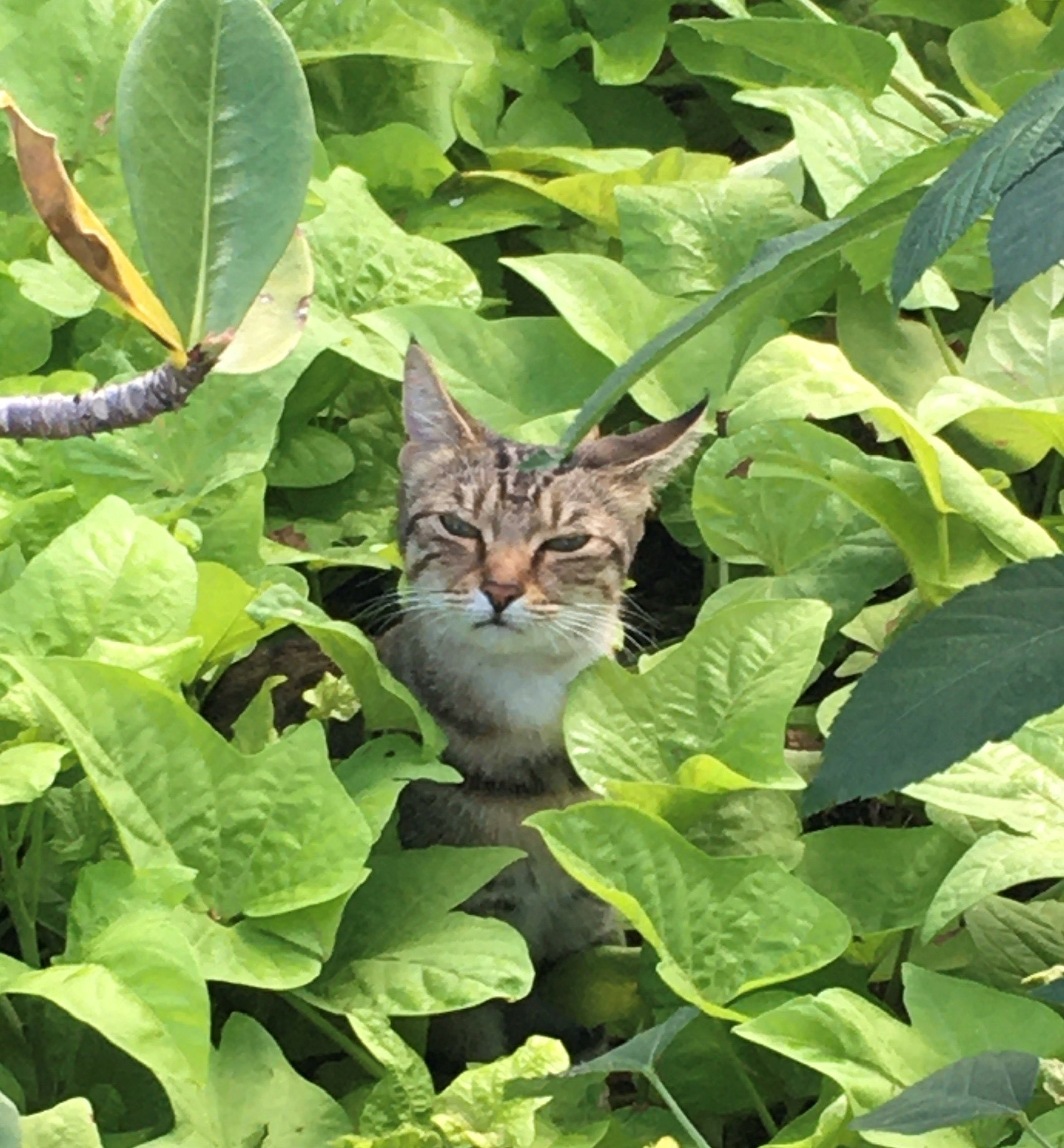 cat in the garden